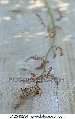 Grass plant View Large Photo Image Picture - Grass plant. Fotosearch