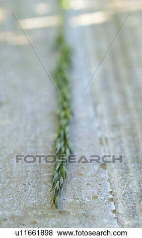 Grass plant View Large Photo Image Stock Photo - Grass plant. Fotosearch