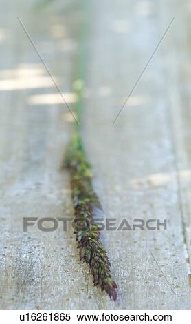 Grass plant View Large Photo Image Stock Photography - Grass plant. Fotosearch