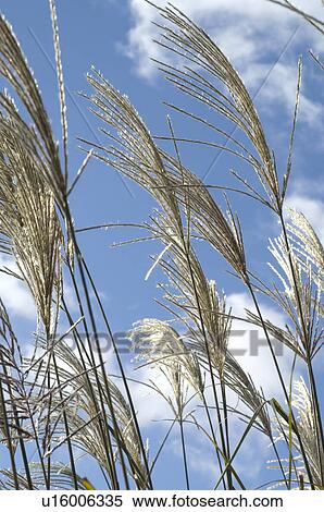 Stock Photography - Grasses and sky with clouds. Fotosearch
