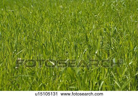 Green grass in meadow View Large Photo Image Stock Image - Green grass in meadow. Fotosearch