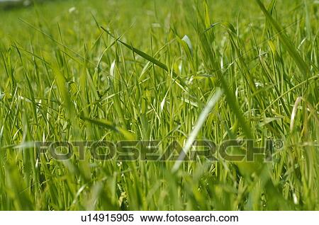 Stock Photography - Green grass in meadow. Fotosearch