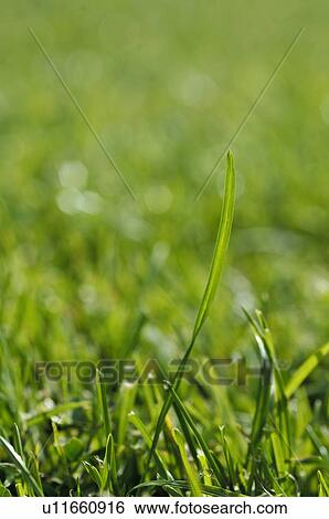 Stock Photograph - Green grass. Fotosearch