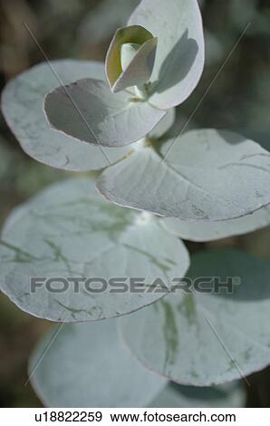 Green leaves of a plant View Large Photo Image Stock Photo - Green leaves of a plant. Fotosearch