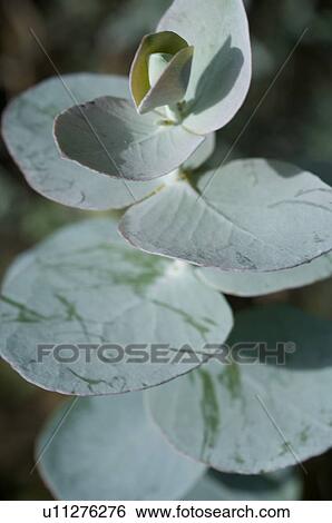 Green leaves of a plant View Large Photo Image Stock Photograph - Green leaves of a plant. Fotosearch