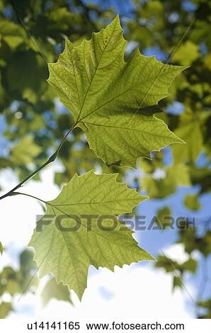 Stock Photography - Green leaves of a tree. Fotosearch