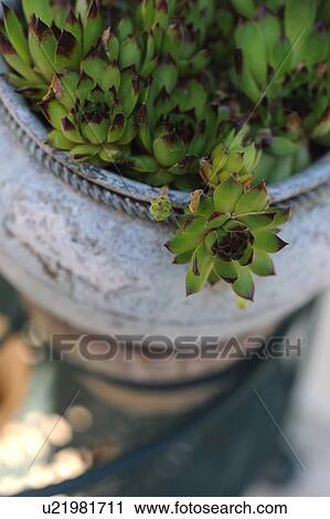Houseleek in a flowerpot View Large Photo Image Stock Image - Houseleek in a flowerpot. Fotosearch