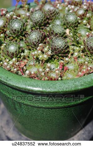 Houseleek in a flowerpot View Large Photo Image Stock Image - Houseleek in a flowerpot. Fotosearch