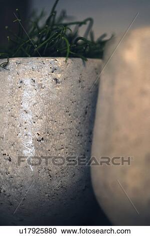 Stock Image - Houseplant in flowerpot. Fotosearch