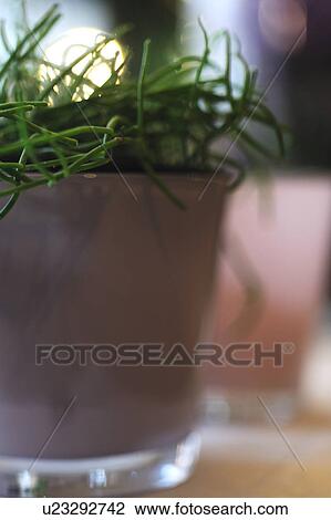 Stock Image - Houseplant in flowerpot. Fotosearch