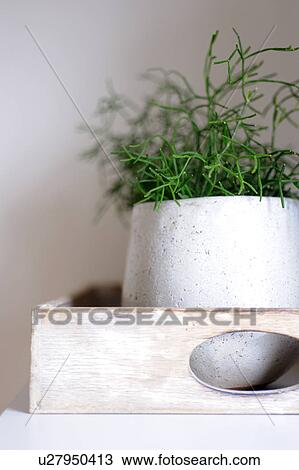 Houseplant in flowerpot View Large Photo Image Stock Image - Houseplant in flowerpot. Fotosearch