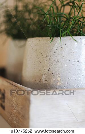 Stock Image - Houseplants in flowerpot. Fotosearch