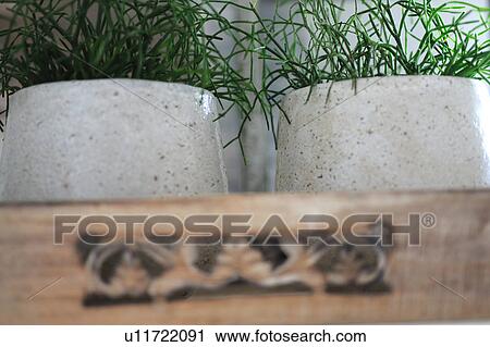 Houseplants in flowerpots View Large Photo Image Stock Image - Houseplants in flowerpots. Fotosearch