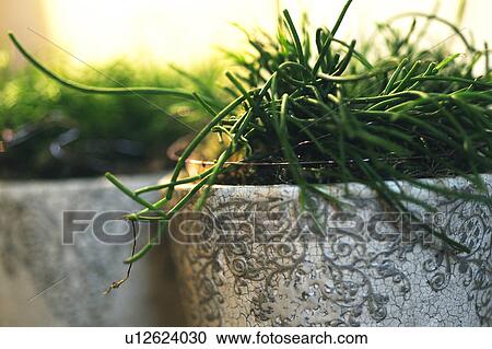 Stock Image - Houseplants in flowerpots. Fotosearch
