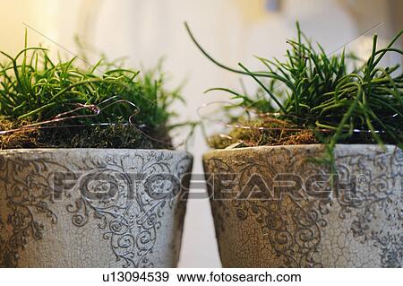 Houseplants in flowerpots View Large Photo Image Stock Photo - Houseplants in flowerpots. Fotosearch