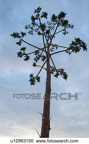 Inflorescence of an Agave View Large Photo Image Stock Image - Inflorescence of an Agave. Fotosearch