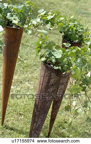 Ivy in decorative plant pots in garden View Large Photo Image Picture - Ivy in decorative plant pots in garden. Fotosearch