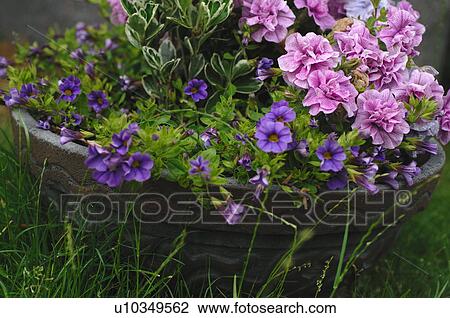 Jardaniere with flowers in garden View Large Photo Image Stock Image - Jardaniere with flowers in garden. Fotosearch
