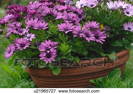 Jardaniere with flowers in garden View Large Photo Image Stock Photo - Jardaniere with flowers in garden. Fotosearch