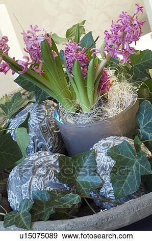 Stock Photo - Jardaniere with Hyacinth and Ivy. Fotosearch