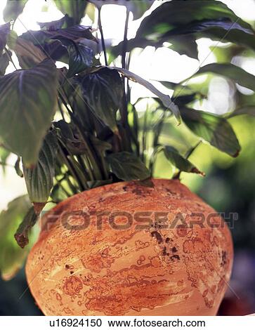 Stock Image - Jug with a houseplant. Fotosearch