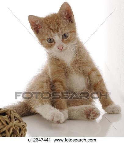 Stock Image - Kitten. Fotosearch