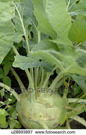 Kohlrabi in soil View Large Photo Image Stock Photo - Kohlrabi in soil. Fotosearch
