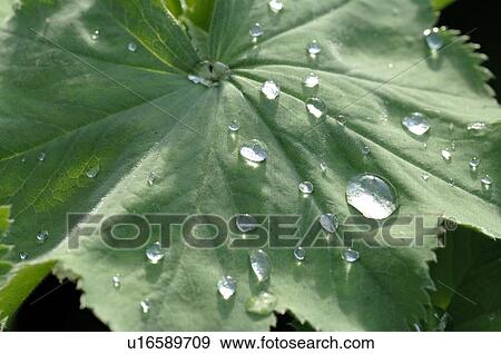 Leaf of a Ladys mantle View Large Photo Image Stock Photo - Leaf of a Ladys mantle. Fotosearch