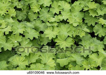 Leaves of Ladys mantle View Large Photo Image Stock Photograph - Leaves of Ladys mantle. Fotosearch