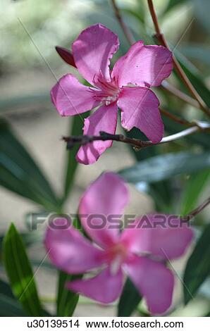 Picture - Lilac blooming flower. Fotosearch