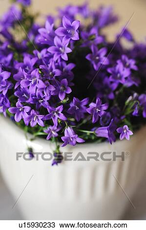 Stock Image - Lilac blooming flower. Fotosearch
