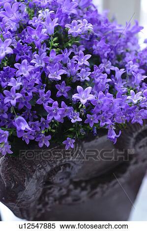 Stock Photography - Lilac blooming flower. Fotosearch