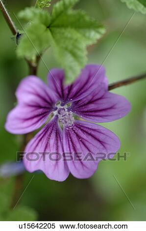 Stock Photography - Lilac blooming flowers. Fotosearch