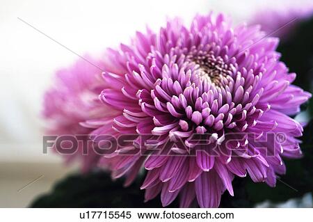 Stock Photography - Lilac Chrysanthemum blossom. Fotosearch