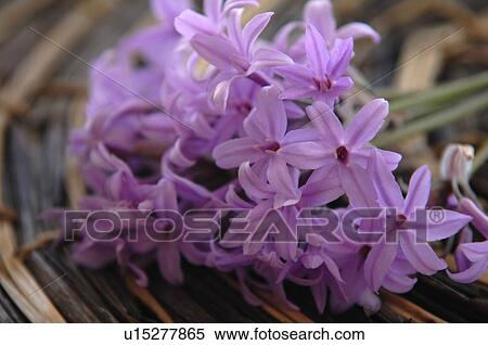 Stock Photography - Lilac flower blossom. Fotosearch