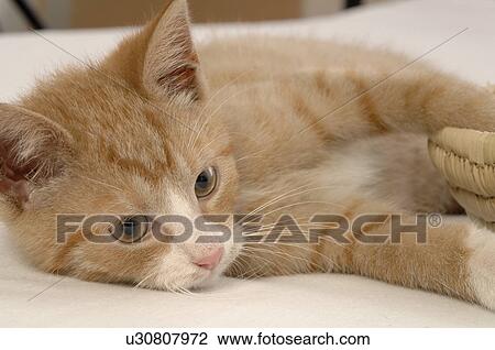Stock Image - Lying brown cat. Fotosearch