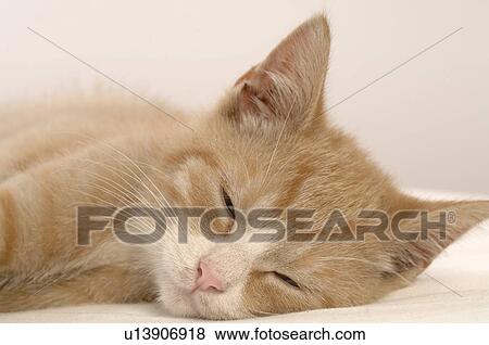 Lying brown cat View Large Photo Image Stock Photo - Lying brown cat. Fotosearch