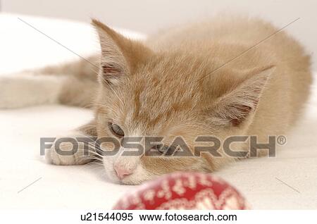 Stock Photography - Lying brown cat. Fotosearch