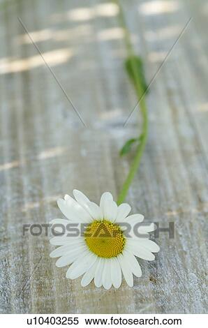 Stock Photography - Marguerite. Fotosearch
