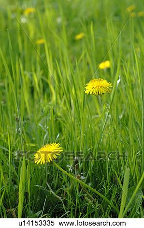 Stock Photography - Meadow with dandelion. Fotosearch