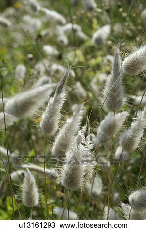 Medical plants in meadow View Large Photo Image Stock Image - Medical plants in meadow. Fotosearch