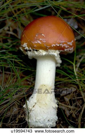 Stock Image - Mushroom in grass. Fotosearch