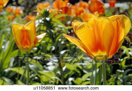 Orange tulips View Large Photo Image Stock Image - Orange tulips. Fotosearch