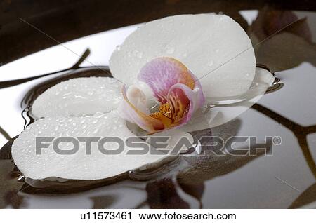 Stock Image - Orchid blossom in water. Fotosearch
