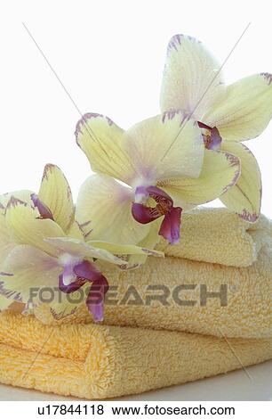 Orchid blossoms on towels View Large Photo Image Stock Photo - Orchid blossoms on towels. Fotosearch