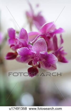 Orchid blossoms View Large Photo Image Stock Photo - Orchid blossoms. Fotosearch