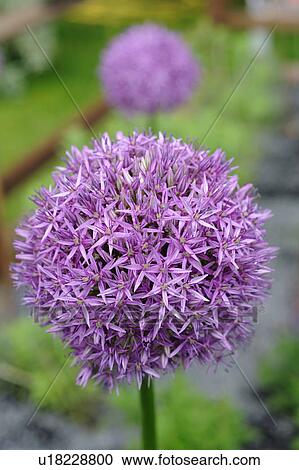 Ornamental allium blossom View Large Photo Image Stock Image - Ornamental allium blossom. Fotosearch