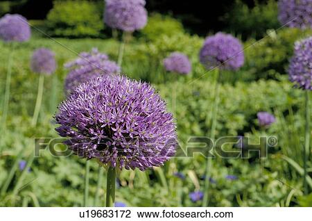 Ornamental Allium blossom View Large Photo Image Stock Image - Ornamental Allium blossom. Fotosearch