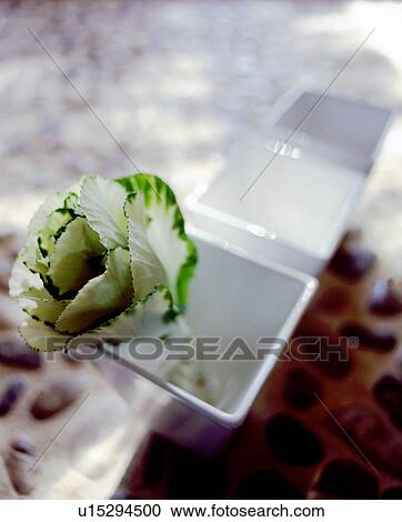 Ornamental cabbage in vase View Large Photo Image Stock Image - Ornamental cabbage in vase. Fotosearch