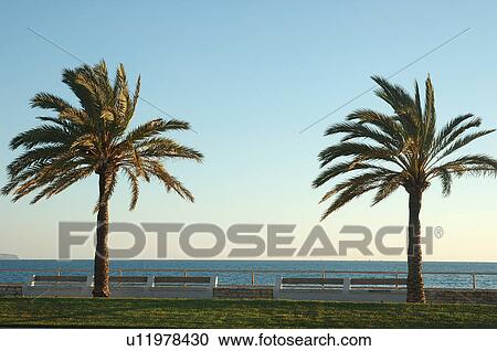 Palm trees at the ocean View Large Photo Image Stock Image - Palm trees at the ocean. Fotosearch